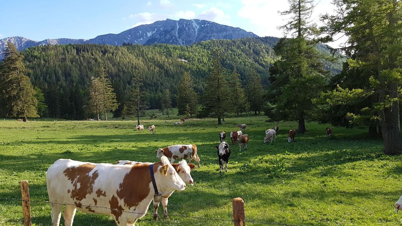 Ferienwohnungen Mamauwiese Gutenstein Екстер'єр фото
